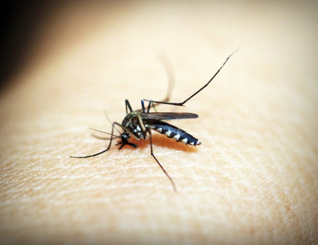 Aedes aegypti mosquitoes on human hand